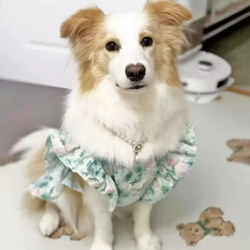 เสื้อผ้าสัตว์เลี้ยง ฤดูใบไม้ผล - Summer Dog Clothing บทวิจารณ์และราคา