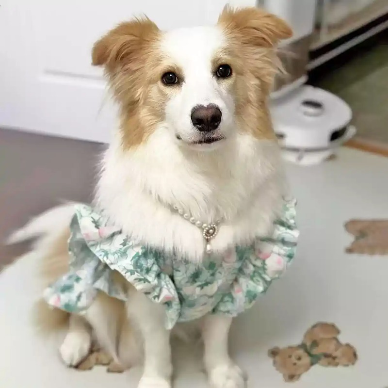 เสื้อผ้าสัตว์เลี้ยง ฤดูใบไม้ผล - Summer Dog Clothing บทวิจารณ์และราคา