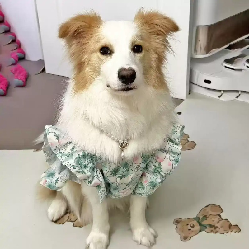 เสื้อผ้าสัตว์เลี้ยง ฤดูใบไม้ผล - Summer Dog Clothing บทวิจารณ์และราคา