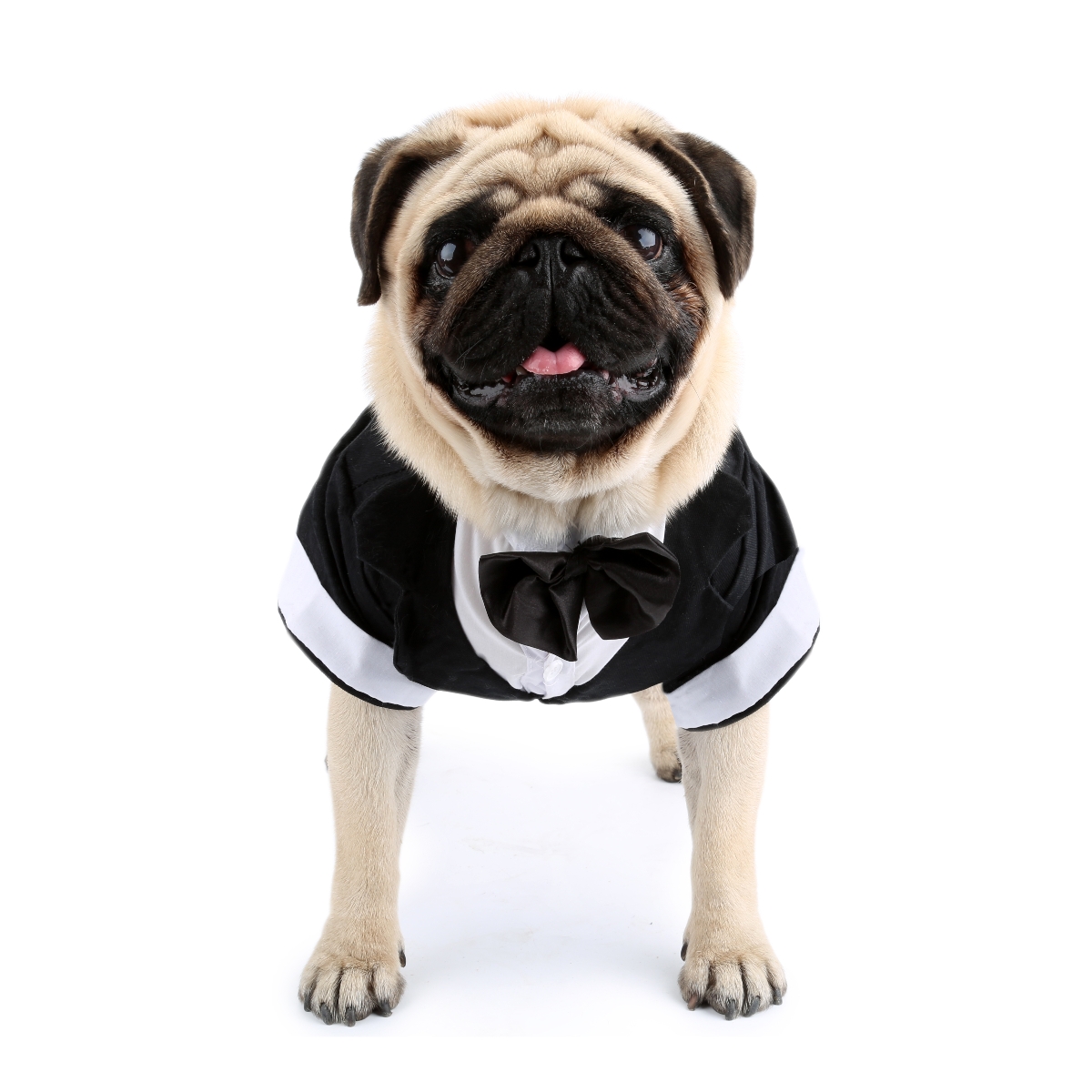 เสื้อสุนัขเสื้อผ้าลูกสุนัขชุดแ - Summer Dog Clothing บทวิจารณ์และราคา